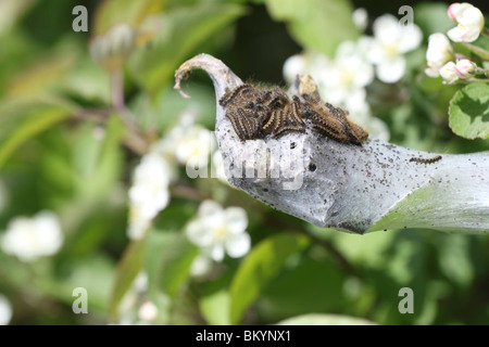 Ein Nest voller Raupe (Larve der Schmetterlinge und Motten) Stockfoto