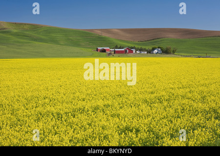 Whitman County, WA: Bereich der hellen gelben Senf blühen in der Palouse-Gegend in der Nähe von Dusty, WA Stockfoto