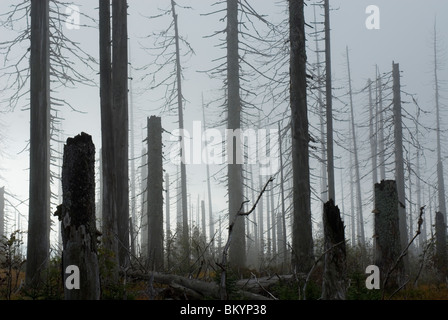 Fichte Picea abies Fichte durch Borkenkäfer Ips typographus Nationalpark Bayerischer Wald Deutschland zerstört Stockfoto