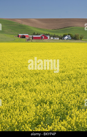 Whitman County, WA: Bereich der hellen gelben Senf blühen in der Palouse-Gegend in der Nähe von Dusty, WA Stockfoto