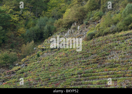 Ribeira Sacra Weinberg mit Steingebäude auf steilen Terrassen (Bancadas) oberhalb des Flusses Sil in der Sil-Schlucht mit Bäumen Stockfoto