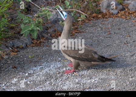 Red-footed Tölpel, Sula Granti, Nistmaterial zu sammeln Stockfoto