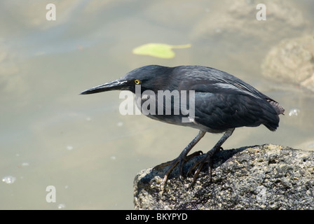 Lava Reiher, Butorides sundevalli Stockfoto