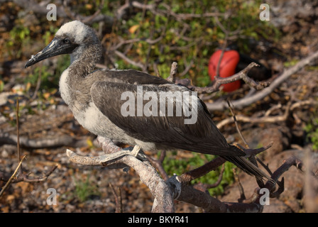 Red-footed Tölpel, Sula Sula, juvenile Stockfoto