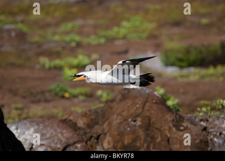 Nazca Booby, Sula Granti im Flug Stockfoto