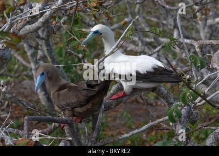 Paar Rotfußtölpel, Sula Sula, männliche weiße phase Stockfoto