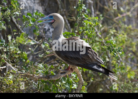 Red-footed Tölpel, Sula sula Stockfoto