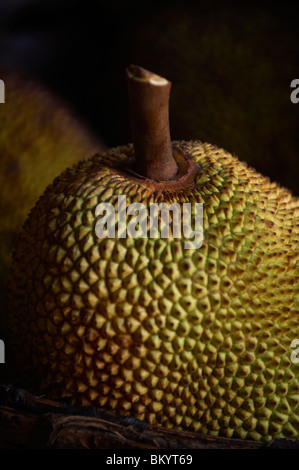 Nahaufnahme der Jackfrucht Stockfoto