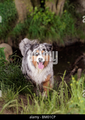 Australian Shepherd Fuß Stockfoto