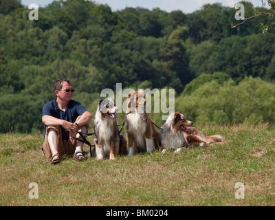 Australian Shepherds Stockfoto