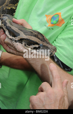 Mann hält einen burmesischen Python Stockfoto