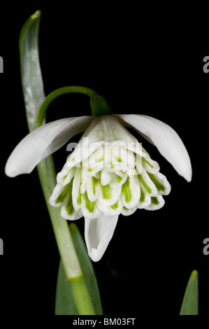 Einzelne weiße Blume von Galanthus Stockfoto