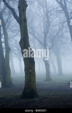 Bäume an einem nebligen Tag im park Stockfoto