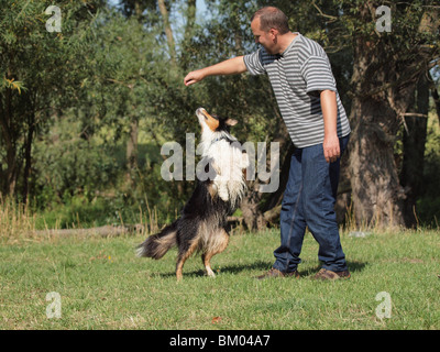 Australian Shepherd Hund tanzen Stockfoto