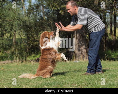 Australian Shepherd Hund tanzen Stockfoto