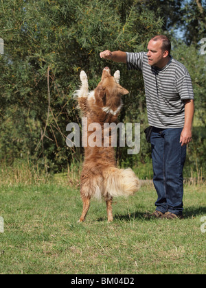 Australian Shepherd Hund tanzen Stockfoto