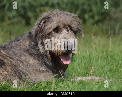 Irischer Wolfshund Stockfoto