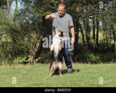 Australian Shepherd Hund tanzen Stockfoto