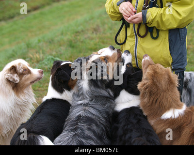 Australian Shepherds Stockfoto