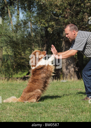 Australian Shepherd Hund tanzen Stockfoto