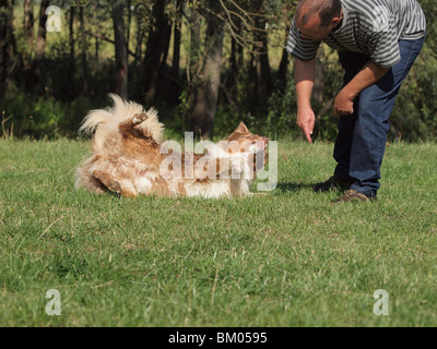 Australian Shepherd Hund tanzen Stockfoto