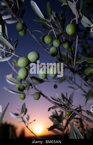 Oliven auf dem Baum, Faro, Portugal Stockfoto