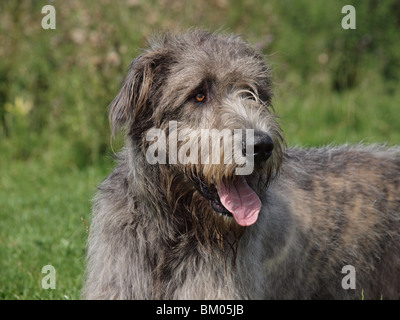 Irischer Wolfshund Portrait Stockfoto