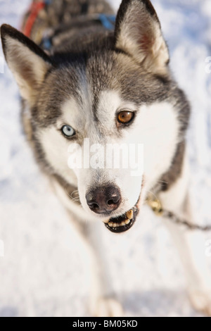 Siberian husky Stockfoto