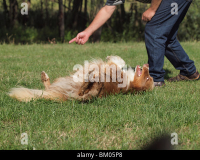 Australian Shepherd Hund tanzen Stockfoto