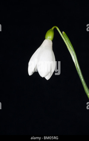 Einzelne weiße Blume von Galanthus rizehensis Stockfoto