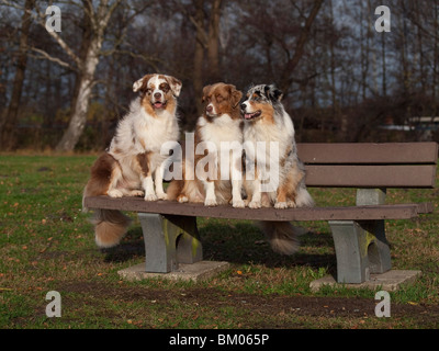 Australian Shepherds Stockfoto