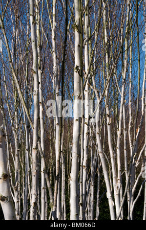 Weiße Rinde von Betula Papyrifera Papier-Birke Stockfoto