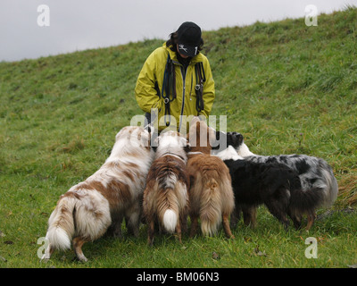 Frau und australian shepherds Stockfoto