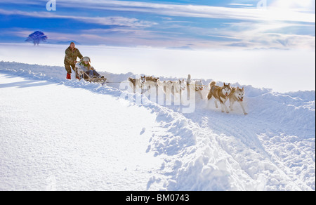 Hundeschlitten Stockfoto