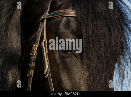 friesische Hengst Stockfoto