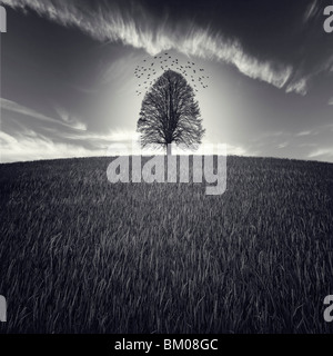 Ein einzelner Baum in ein großes Feld mit Vögel fliegen in den Himmel Stockfoto