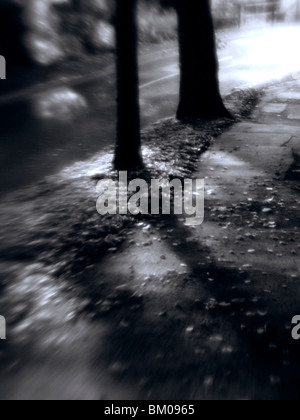 Distorted Tree Trunks on the side of a road by a path in sunlight Stockfoto