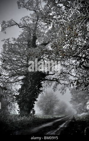 Alte Eiche im Winter in Brome Avenue Auge Suffolk England Stockfoto