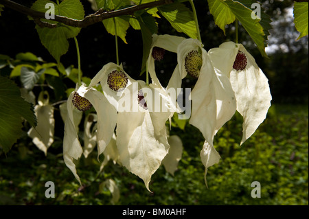 Taschentuch-Baum (Davidia Involucrata var. Vilmoriniana) dessen Hochblätter in voller spektakulärer voller Blüte auf der Cambridg stehen Stockfoto