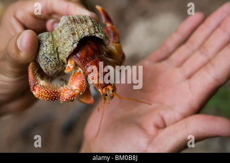 Halten Einsiedlerkrebs, Denis Island, Seychellen Stockfoto