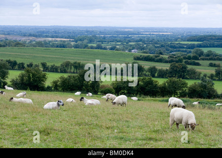 Schafe weiden, Hill of Tara, County Meath, Irland Stockfoto