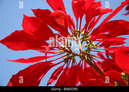 Weihnachtsstern (Euphorbia Pulcherrima) fotografiert von unten gegen einen blauen Himmel Stockfoto