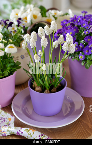 Armenischen Traubenhyazinthen (Muscari armeniacum 'White Magic'), gemeinsame Gänseblümchen (Bellis perennis) und lila Rock Kresse (aubrieta deltoidea) Stockfoto