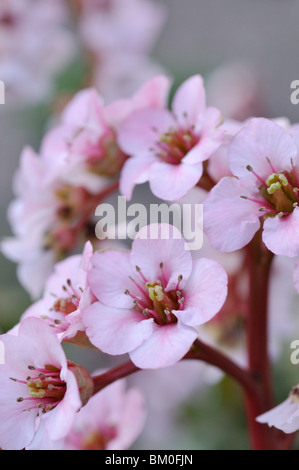 Herz Blatt bergenia (Bergenia cordifolia chneekönigin' syn. Bergenia cordifolia ist nun Königin') Stockfoto