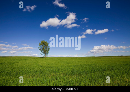 Einsamer Baum auf Wiese unter blauem Himmel, Swartland Region, Provinz Westkap, Südafrika Stockfoto