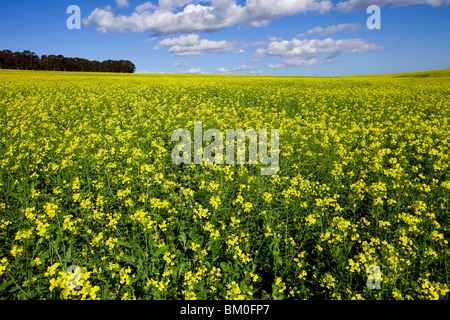 Weiten Blick über blühende Raps Feld unter blauem Himmel, Swartland Region, Provinz Westkap, Südafrika Stockfoto