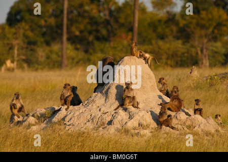 Paviane (Papio Ursinus) Truppe auf Termite Mound, Hwange Nationalpark, Matabeleland North, Simbabwe Stockfoto