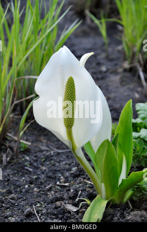 White Skunk cabbage (lysichiton camtschatcensis) Stockfoto