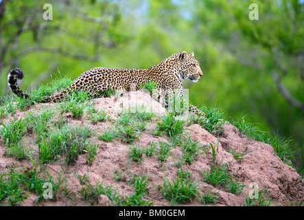 Erwachsene männliche Leoparden (Panthera Pardus), ruht auf einem Termite-Hügel Stockfoto