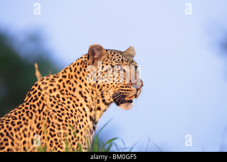 Erwachsene männliche Leoparden (Panthera Pardus), ruht auf einem Termite-Hügel Stockfoto